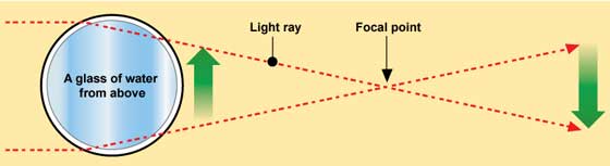 convex lens tree