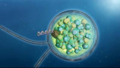 DNA encoding in opsin