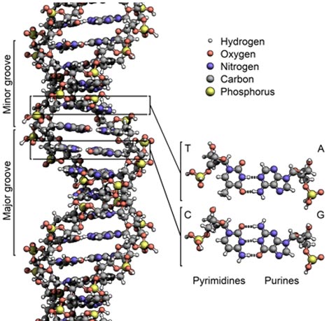 DNA