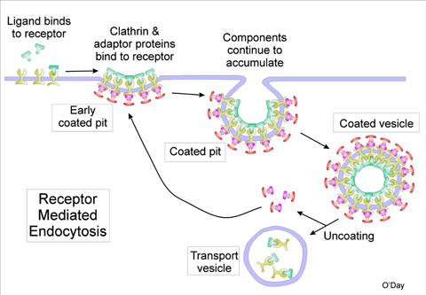 A diagram depicting receptor-mediated endocytosis