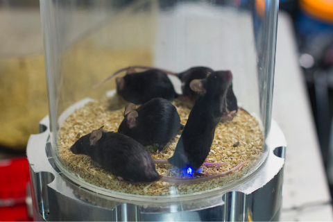 Several mice together in the resonant cage; a blue LED attached to one's ankle draws power from the RF field.