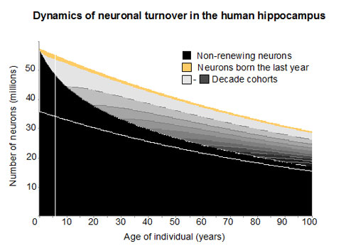 Neurons over Time