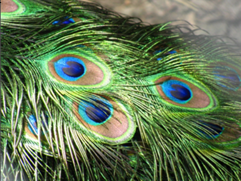 Peacock Feathers