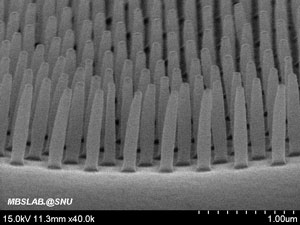 SEM image of the bristles