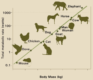 This graph shows the relationship between the total metabolic rate of various mammals and their body mass.