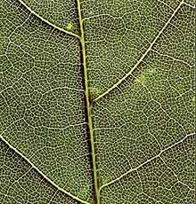 Branching veins in a leaf (courtesy of John W. Kimball)