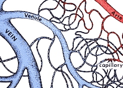 Schematic drawing of the human circulatory system