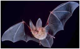 The Townsend's Big-eared Bat is one of the species that uses echolocation to “see” object as it is navigating, or to locate prey. 