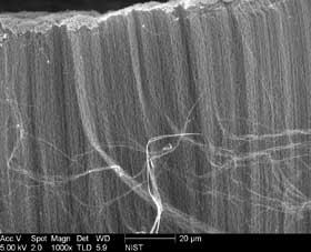 Scanning electron microscope (SEM) image of the vertically aligned multi-walled carbon nanotube cupcakes 