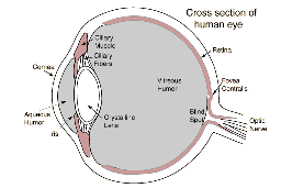 The structure of the human eye. Note that the lens is bathed in watery fluid on both sides, so its refracting power is much less than that of the cornea. (image courtesy of HyperPhysics, by Rod Nave, Georgia State University).