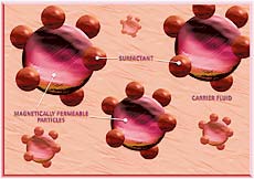 Magnetic particles, with surfactant molecules attached, suspended in a fluid to form a ferrofluid. The surfactant prevents clumping of the magnetic particles. (Drawing courtesy of Ferrotec Corporation [USA]).