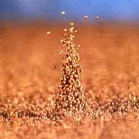 Single peak and valley in a tray of shaken metal spheres (photo courtesy of Paul Umbanhowar, Northwestern University)