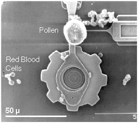 A MEMS crankshaft and gear, with a pollen grain, red blood cells, and a 50 micron line included for scale.