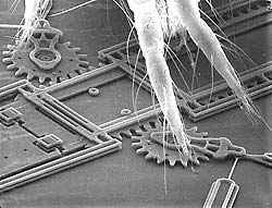 Spider mite dwarfs MEMS gear system. 