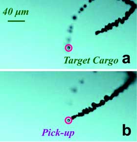 Time-lapse images of a microrocket (5 μm diameter) approaching (a), capturing (b)