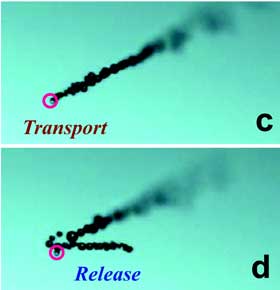 transporting (c), and releasing (d) the 5 μm target sphere