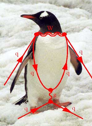 penguin diagram