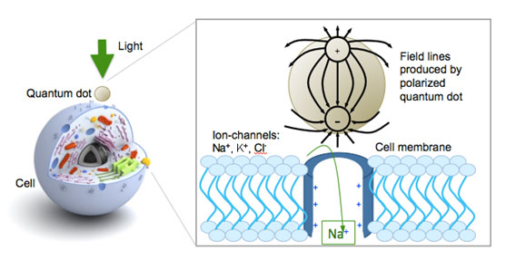 quantum dots