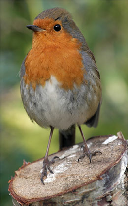 robin