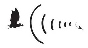 B)The sound is reflected off of the insect and back to the bat, telling the insect's location and size.