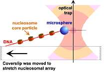 Optical tweezers hold up one end of the DNA/histone complex, while the other end is fastened to a microscope slide. 