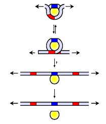 A model of how DNA unwraps. Note that initially several turns of the DNA are wrapped around the histone, and that only after complete unwrapping does the histone break off. 