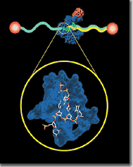 Artist's depiction of a molecular motor crawling along a DNA molecule.