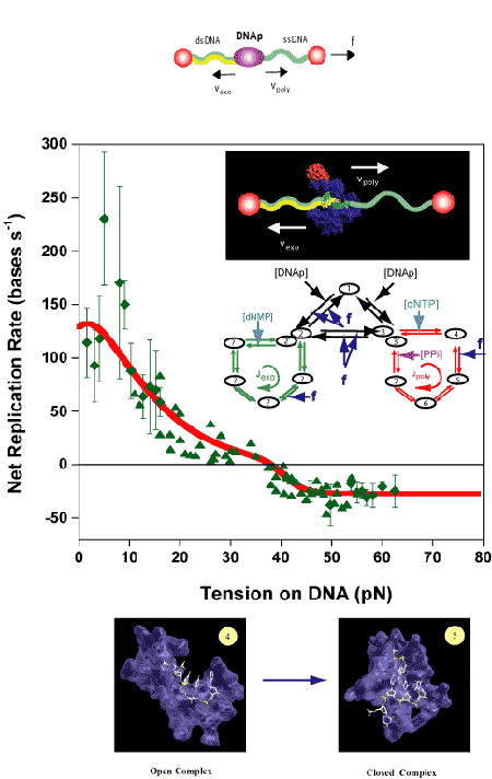 A graph of the replication rate of a molecular motor moving along a DNA molecule.