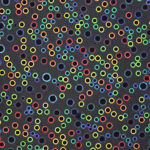 Rings of rainbow color encircle microscopic droplets