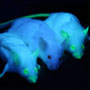 Fluorescent-Mice-thumb