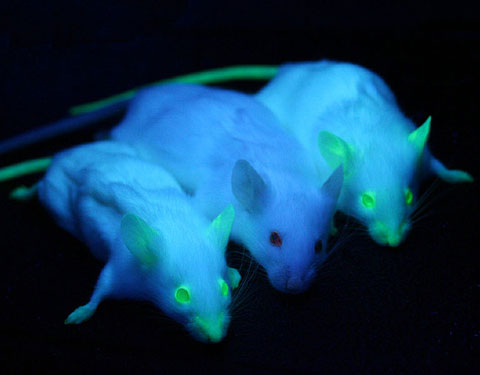 Mice expressing the green fluorescent protein gene