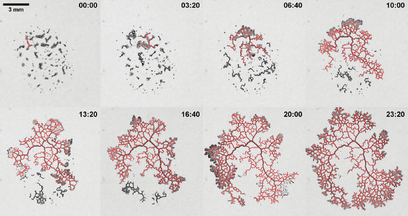 Slime Mold Evolution