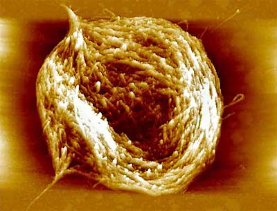 Researchers normally think of carbon nanotubes as tiny, stiff rods, but when rinsed in water and dried slowly, they bend into a variety of shapes, such as this nanotube nest.