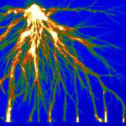 The ionized streams of gas preceding electrical discharges branch spontaeously. Now researchers have seen this splitting in the simplest possible computer simulation.