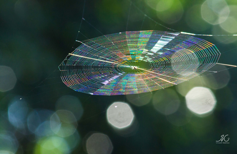 Sunlight reflected off a spider's web takes on a range of brilliant colors, thanks to the phenomenon of diffraction.