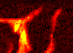 A new technique creates images of DNA bundles (above) with nanometer-scale resolution by using light to sense molecular vibrations. It might ultimately be able to map out the components in a single DNA molecule. Image Credit: Phys. Rev. Lett. 92, 220801 (2004) 