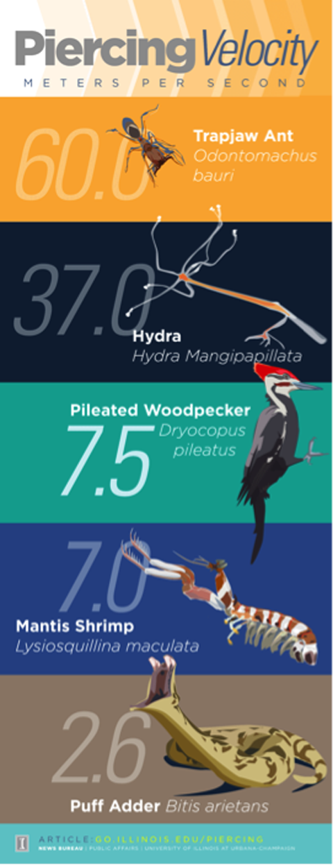 An infographic showing different puncture velocities of various animals