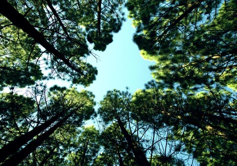 Pine trees, like the ones pictured here, produce a compound that may be capable of inducing cloud formation and combating the effects of global warming