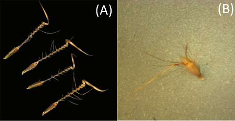 Left, a coil-like seed that digs itself into the ground by curling and uncurling. Right, a seed with fine hairs that move as they absorb and release water, allowing the seed to burrow