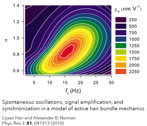 A graph of ear hair bundle sensitivity from the paper 