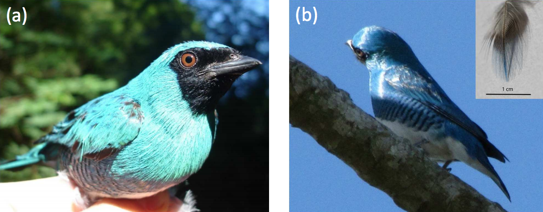 The swallow tanager, photographed from two different angles. Seen with the sun in front of it, it appears turquoise. Illuminated from opposite the observer, it has a deep, sky-blue hue.