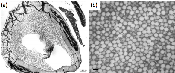 A transmission electron microscope image of the swallow tanager's feathers: at left is a cross-section of the wing, at right is a magnified image showing the hollow spheres that give it its optical properties.