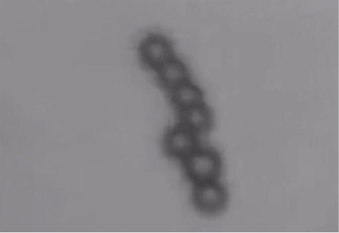 Microswimmer robots, resembling a chain of beads, can be made to move through a liquid by a rotating magnetic field. New research shows how they can split into separate operable robots and then reconnect. 