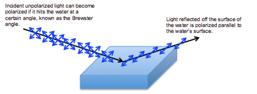 Light that strikes the surface of a body of water is absorbed unless it is polarized in a direction parallel to the water's surface.